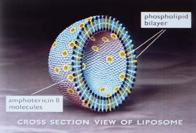 spl-ampho-lipo-structure