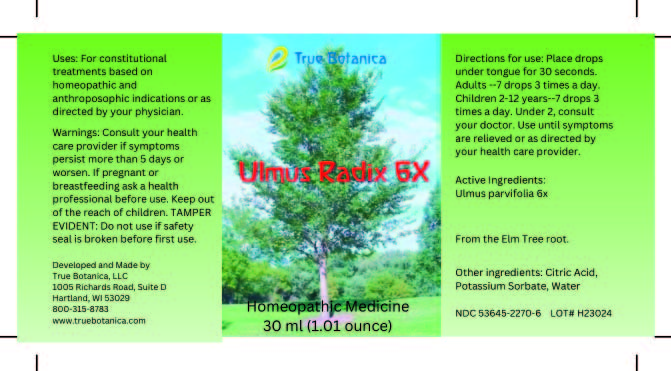 Ulmus Radix 6X