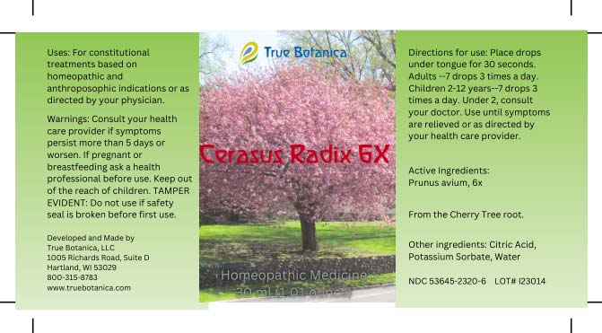 Cerasus Radix 6X