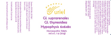 GI. suprarenales GI. thyreoidea Hypophysis 6x6x8x