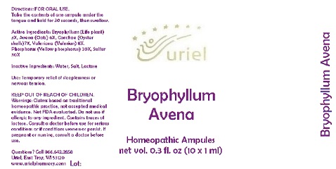 BryophyllumAvenaAmpules