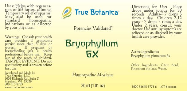 Bryophyllum 6X_30ml_V1