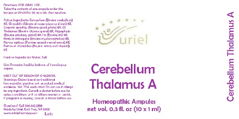 CerebellumThalamusAAmpules