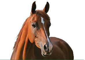 image of horse