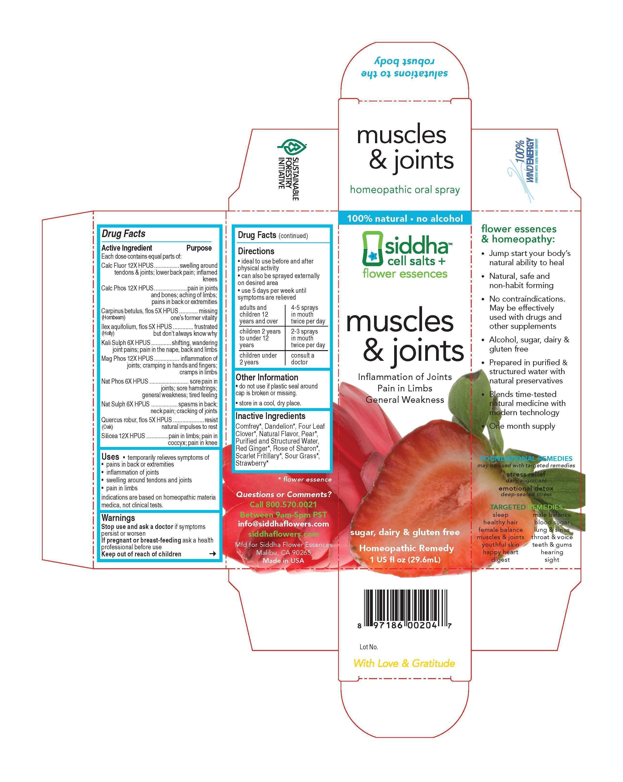 Muscles and Joints Carton