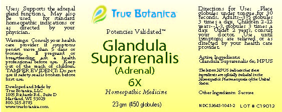 Glandula Suprarenalis 6X