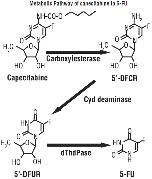 Metabolic Pathway of capecitabine to 5-FU