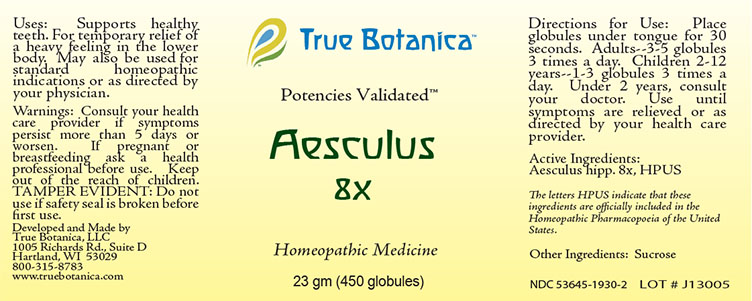 Aesculus 8X