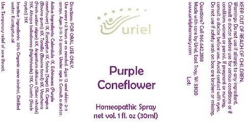 PurpleConeflowerSpray