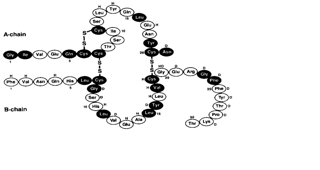 Structural Formula Novolin R