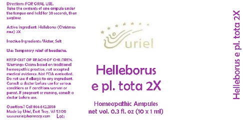 HelleborusEPlTota2Ampules