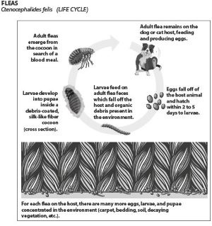 Image of Flea Cycle