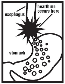 Esophagus