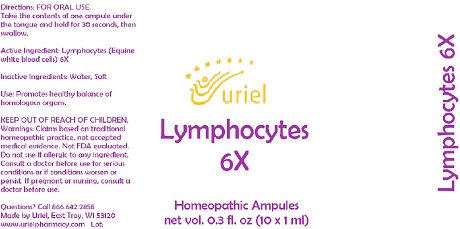 Lymphocytes 6X Ampules