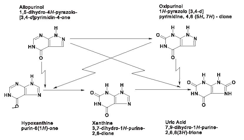 allopurinol-fig1