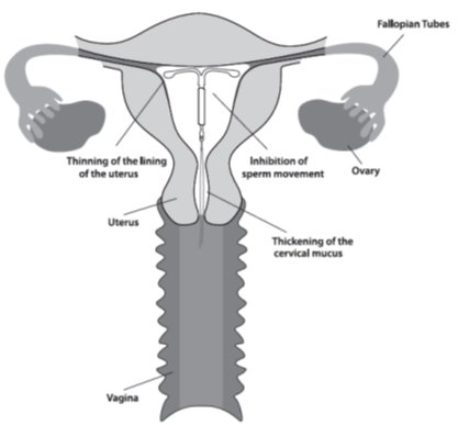 uterus