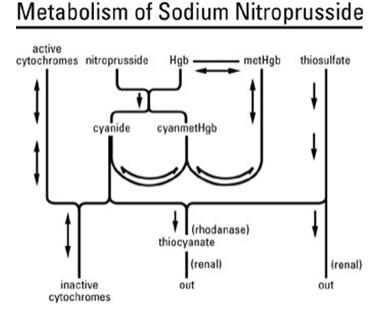 As shown in the diagram below, the essential features of nitroprusside metabolism are one molecule of sodium nitroprusside is metabolized by combination with hemoglobin to produce one molecule of cyanmethemoglobin and four CN¯ ions; methemoglobin, obtained from hemoglobin, can sequester cyanide as cyanmethemoglobin; thiosulfate reacts with cyanide to produce thiocyanate; thiocyanate is eliminated in the urine; cyanide not otherwise removed binds to cytochromes; and cyanide is much more toxic than methemoglobin or thiocyanate.