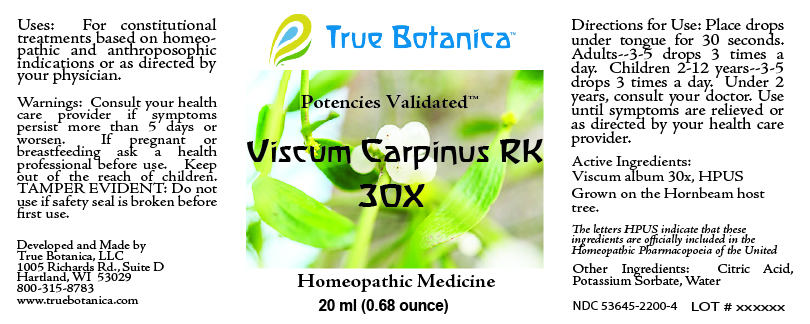 Viscum Carpinus RK 30X_V2
