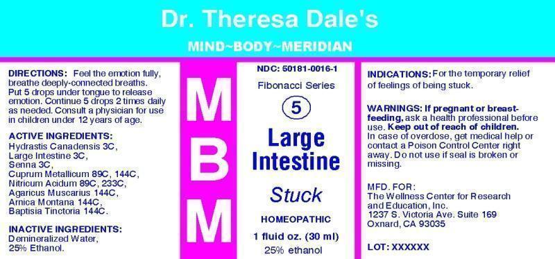 MBM 5 Lareg Intestine